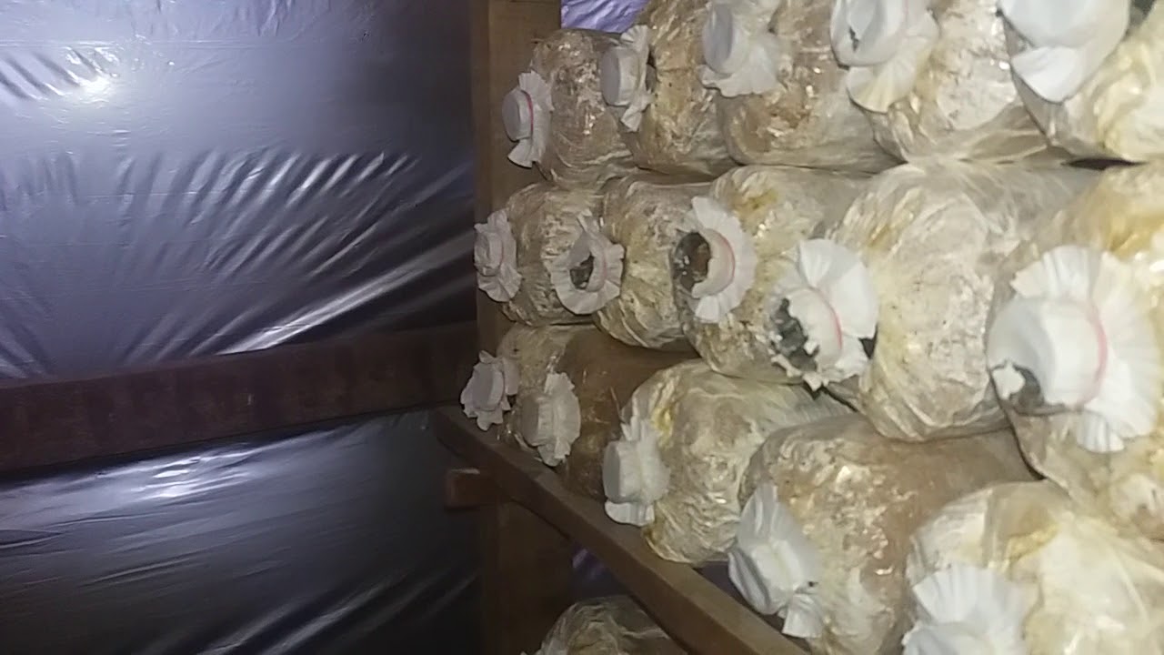 Jamur Tiram Organik YouTube