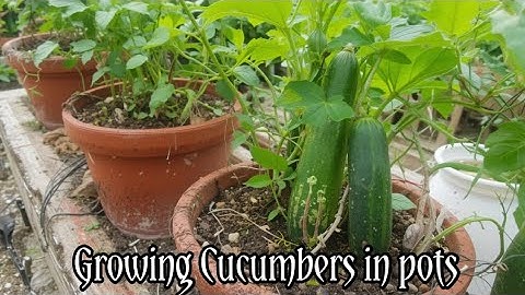 Growing Cucumbers In Pots | 7 tips to grow cucumber in container | Gardening