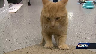 Humane Society of Oldham County asking for donations for kitten, cat food supply