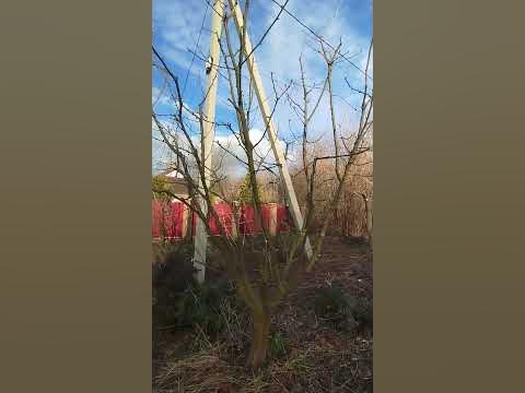 Желтая акация и рябина создаю красивую форму - YouTube