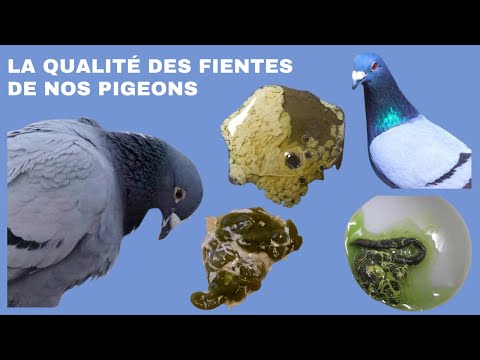 La qualité des fientes de nos pigeons