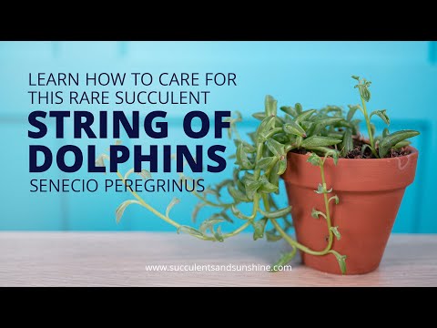 تصویری: گیاهان دلفین چیست - نکات مراقبت و رشد از گیاهان دلفین