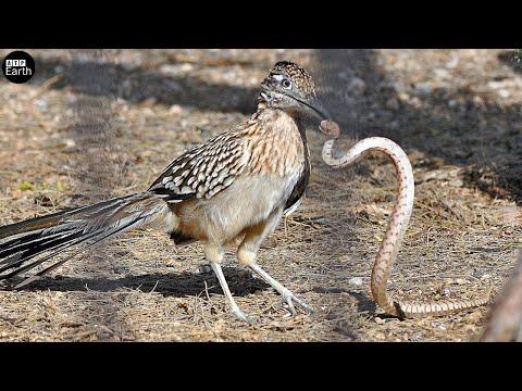 Бейне: Roadrunner Аризонада ма?