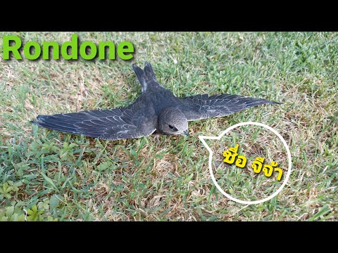 Rondone,ป้อนอาหารลูกนกแอ่นตาล EP.111/26-06-2021