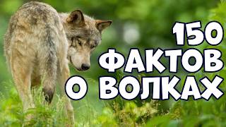 картинка: 150 ИНТЕРЕСНЫХ ФАКТОВ О ВОЛКАХ