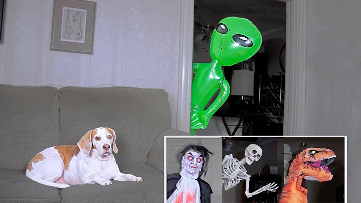 Funny Dog Gets Pranked Compilation: Funny Dog Maymo