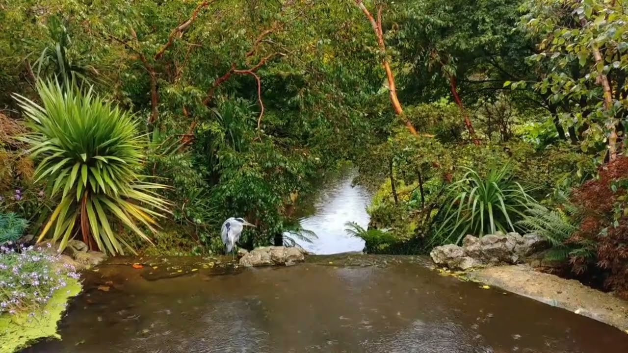 ENJOY Raining 🌧 Beautiful Raining views 😍 love the weather 