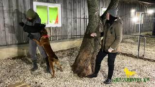 Training a Police Dog | Malinois | Grassroots K9