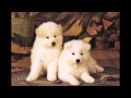 Cute Puppies Are Back [HD]