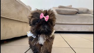 The Most Beautiful Shih Tzu Puppy IVY by Shih Tzus are the Best 2,495 views 5 months ago 1 minute, 11 seconds