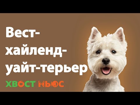 Все о породе вест-хайленд-уайт-терьер