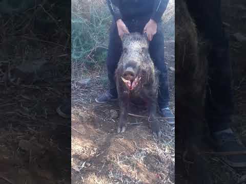 صيد الخنازير البريه