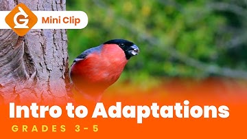 Adaptations for Kids | Science Lesson for Grades 3-5 | Mini Clip