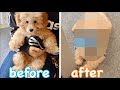 ついに！初のトリミングに行ってきました！もこもこの子グマから、再び幼い子犬へと変身しました笑【トイプードル】