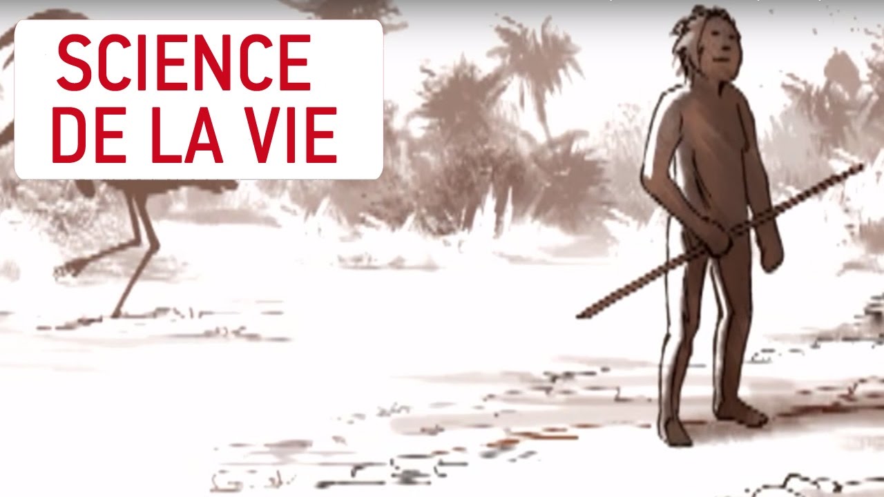 Une île qui fait rapetisser - Les chroniques de la science - YouTube