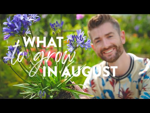 Video: August Hagearbeid – hva du skal gjøre i Southwest Gardens om sommeren