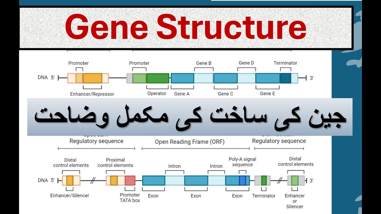 Gene Structure, exons, introns, promoters and regulatory elements: A ...