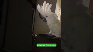 Cockatoo parrots looking for a good home serious people only