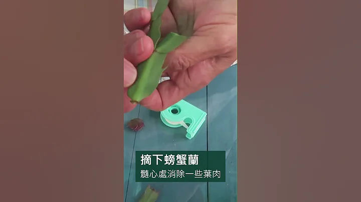 簡單嫁接火龍果和蟹爪蘭(螃蟹蘭) - 天天要聞