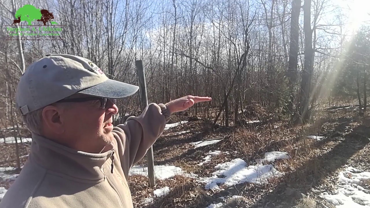 Deer Habitat Improvement A days' work for Habitat Consultant YouTube