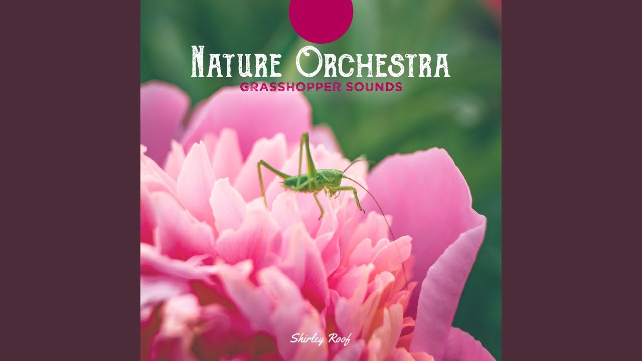 Calming Water Consort