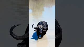 This Buffalo Has a Surprisingly Impressive Tongue 😂