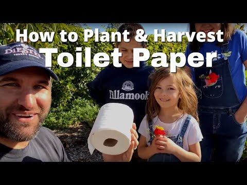 how-to-plant-and-harvest-toilet-paper!!!-|-tp-tree-instructions😛😅-|-homemade-toilet-paper