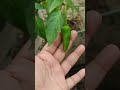 green chilli aamar bagan #music