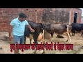 5 छोटी गाय से महीने कि कमाई 30000!युवा से पशुपालन को प्राइवेट नौकरी से बेहतर बताया /small dairyfarm