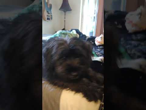 Video: Cavapoo