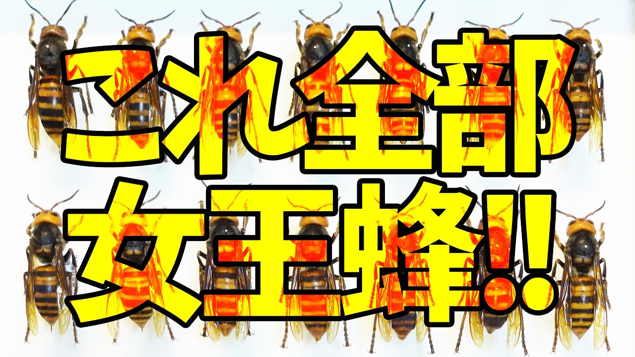 女王蜂大量！】昆虫界最強！？【オオスズメバチ】 - YouTube