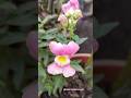 flower 🌼#shortsfeed #flowers #shorts #love #shortvideos #reels