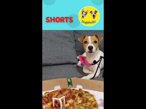 #Shorts ASMR Dog reviews Hawaiian pizza ASMR รีวิวกินพิซซ่าฮาวาเอี้ยน