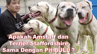 Apakah Amstaff dan Terrier Staffordshire sama dengan pitbull?