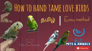 How to hand tame your love bird(budgie) | தமிழில்