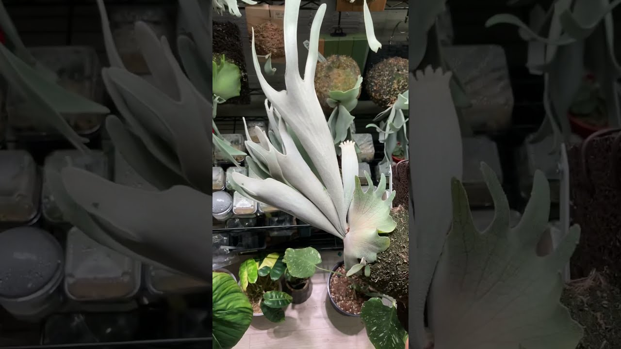 ビカクシダ willinckii high shield spore grown ビカクシダ willinckii high shield spore grown