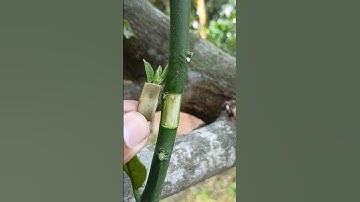 How to Graft Lemon Tree for Fast Fruit | 100% Success 🌿🍋