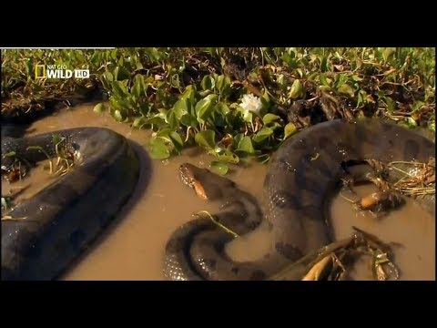 Video: Sobre la serpiente reina, las cobras y las anacondas