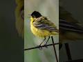 Black Headed Yellow Wagtail. #birds #birdwatching #birding #lesvos #greece