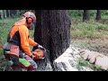 Chainsaw husqvarna 560xp felling tree