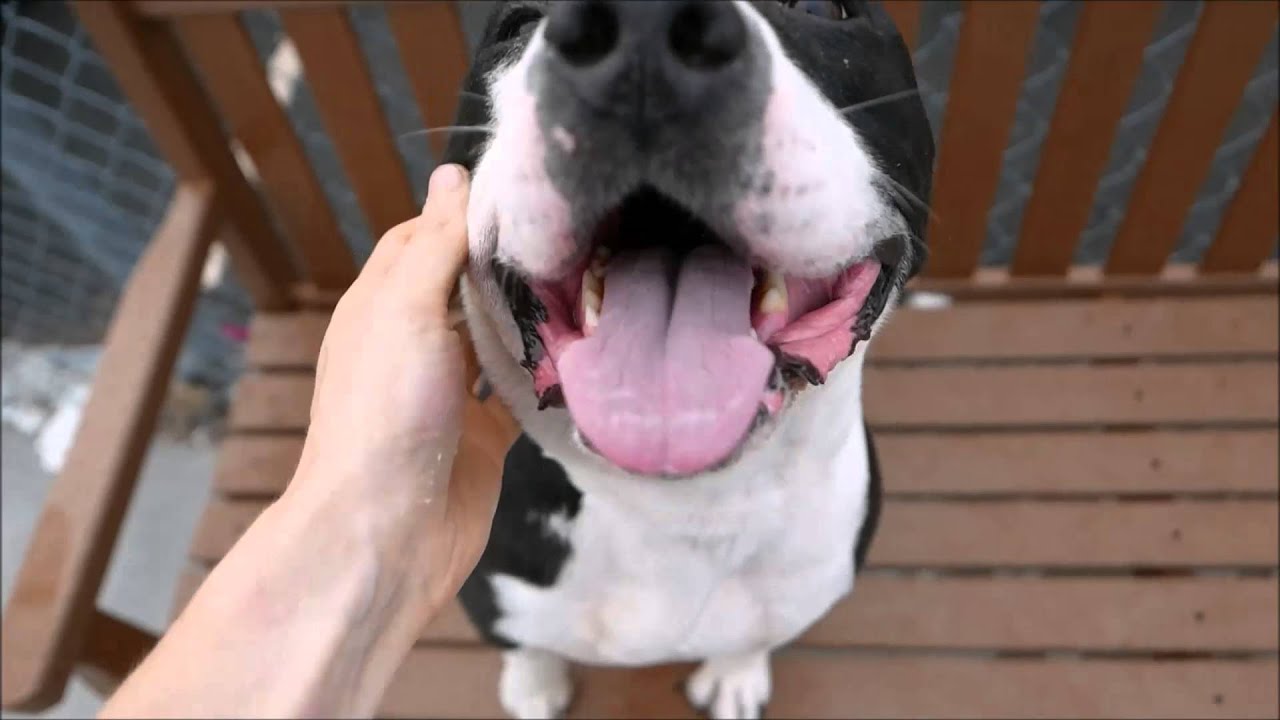 Bruno - A1043748 - Brooklyn ACC camera iphone 8 plus apk