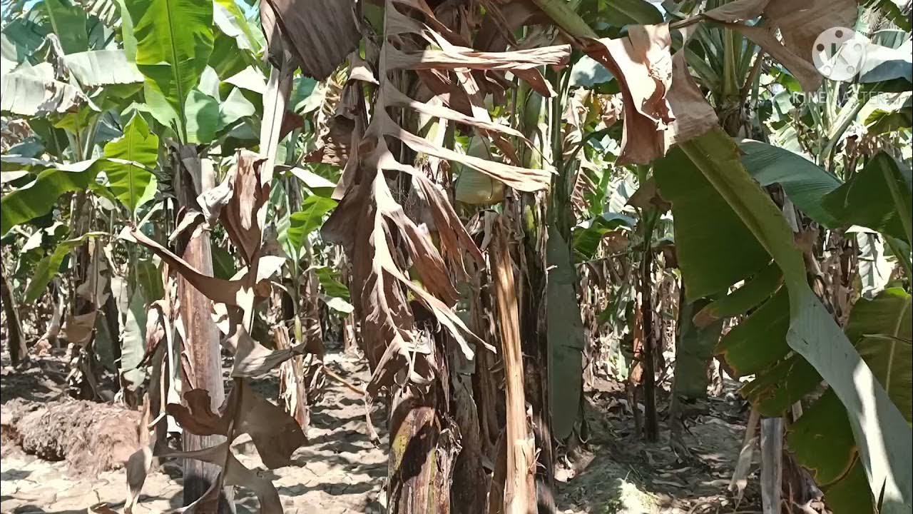 برنامج تسميد الموز خطوة بخطوة 2021 The banana Fertilization Program