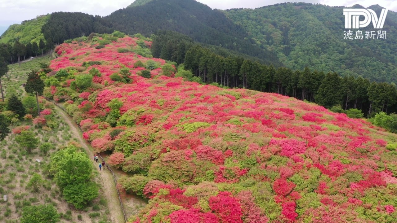 船窪つつじ公園のオンツツジ2024 ドローン - YouTube