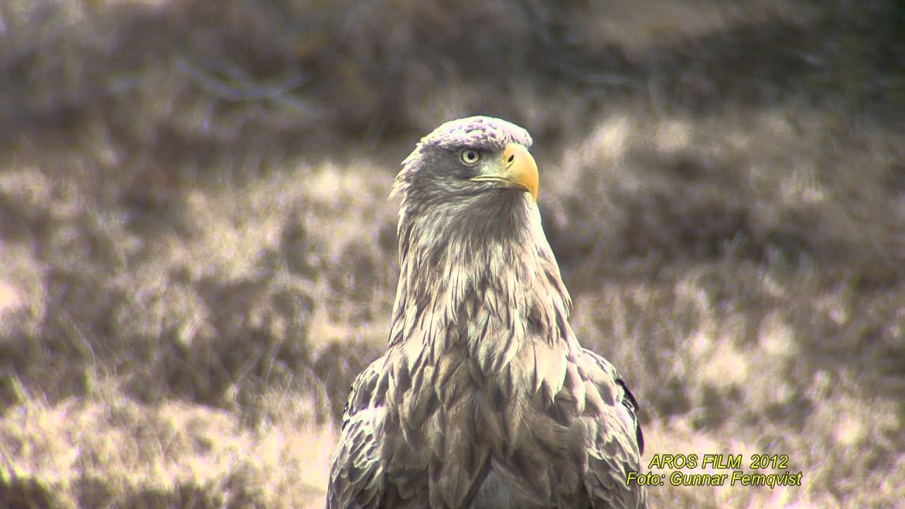 HAVSÖRN White-tailed Eagle (Haliaeetus albicilla) Klipp - 1812 