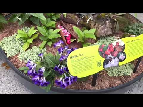 Part 1 Tour at Sydney Botanical Garden #nature #beautiful
