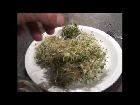 Como crescer Salad Greens Interior (Seed Sprouting)