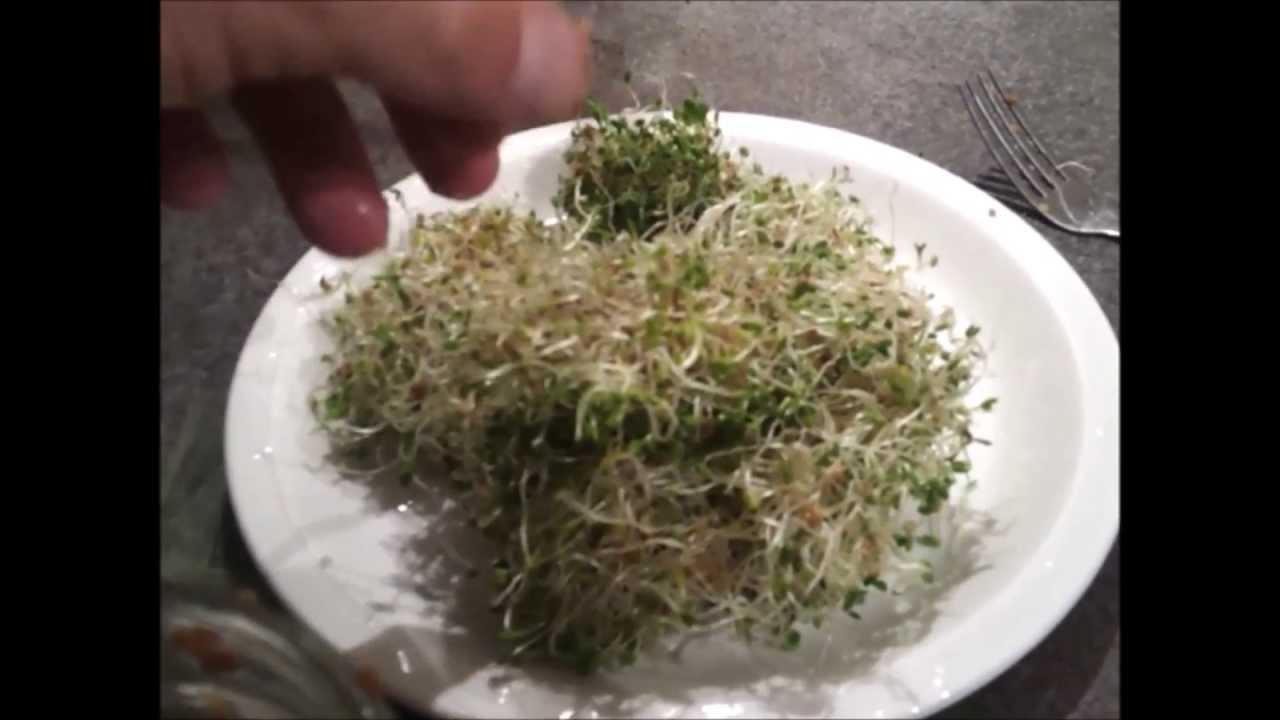 How to Grow Salad Greens Indoors (Seed Sprouting) YouTube
