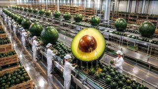 Inside a Modern Avocado Oil Factory | Full Production Process Revealed
