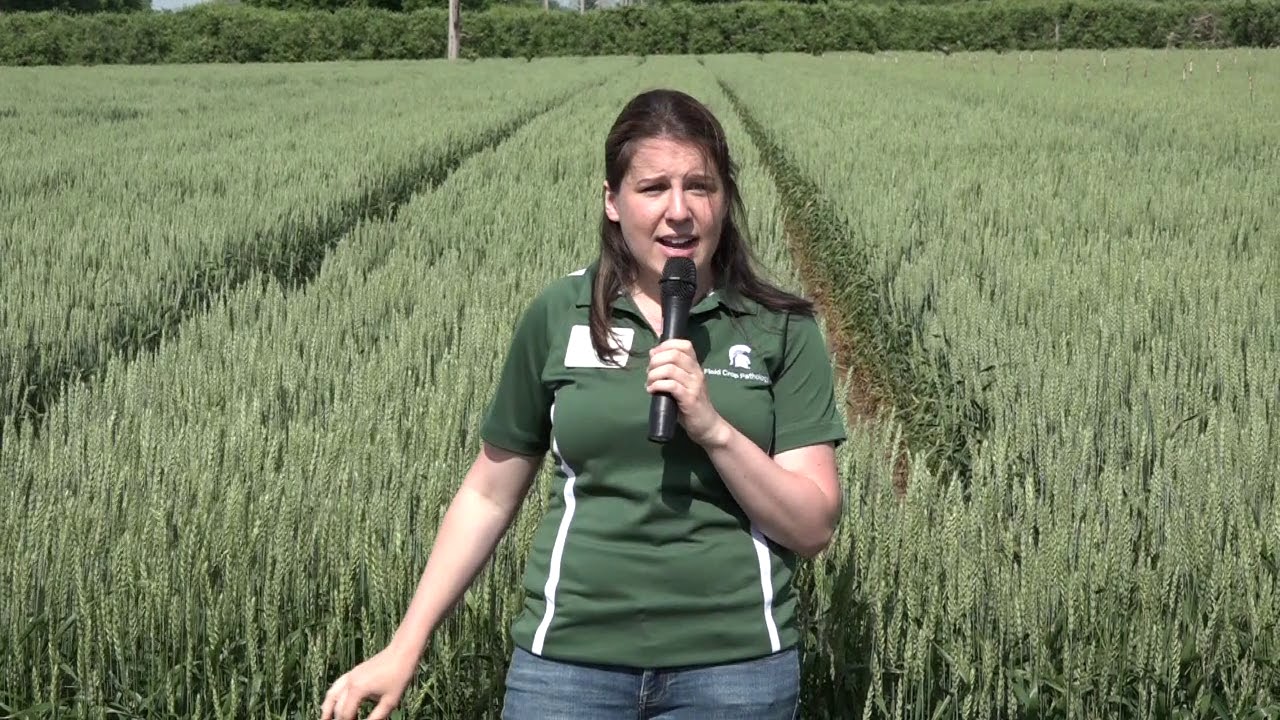 2019 Field Day - Wheat Disease Management Field Stop