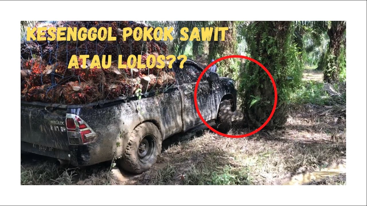 HILUX MUATAN SAWIT/ SINGLE GARDAN MAIN DI BECEK